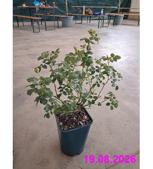 Rosa mix C 6 L